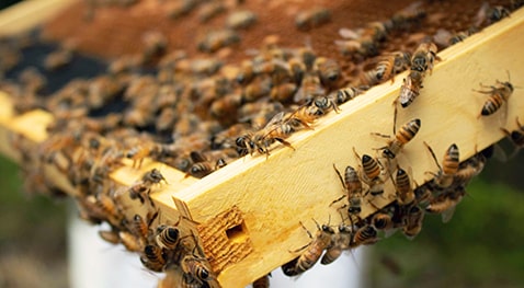 One of the new bee hives of The Harold and Pearl Dripps School of Agricultural Sciences to educate both students and the community about the benefits of bees.