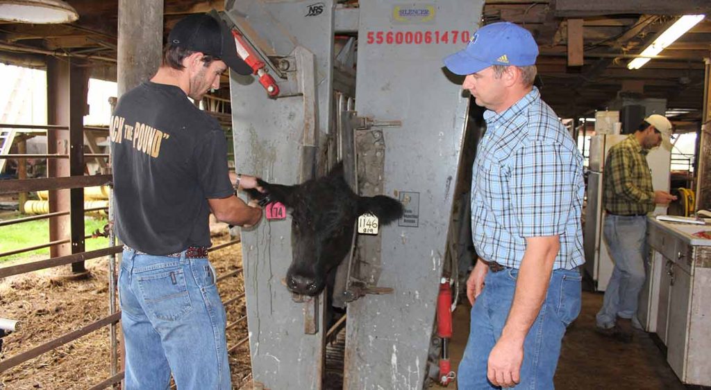 Two men tag a cow for the Heifer Development Program.