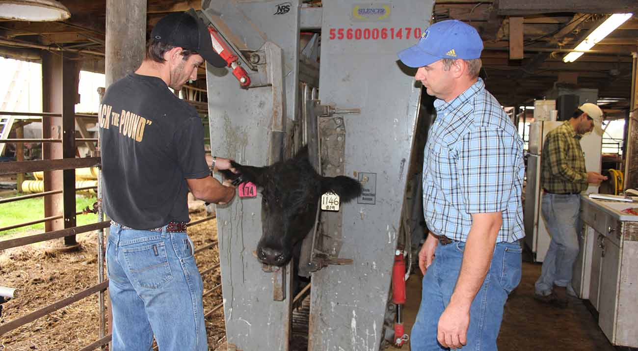 McNeese Heifer Development