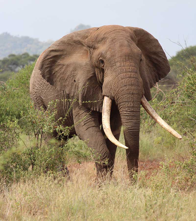 African Elephant