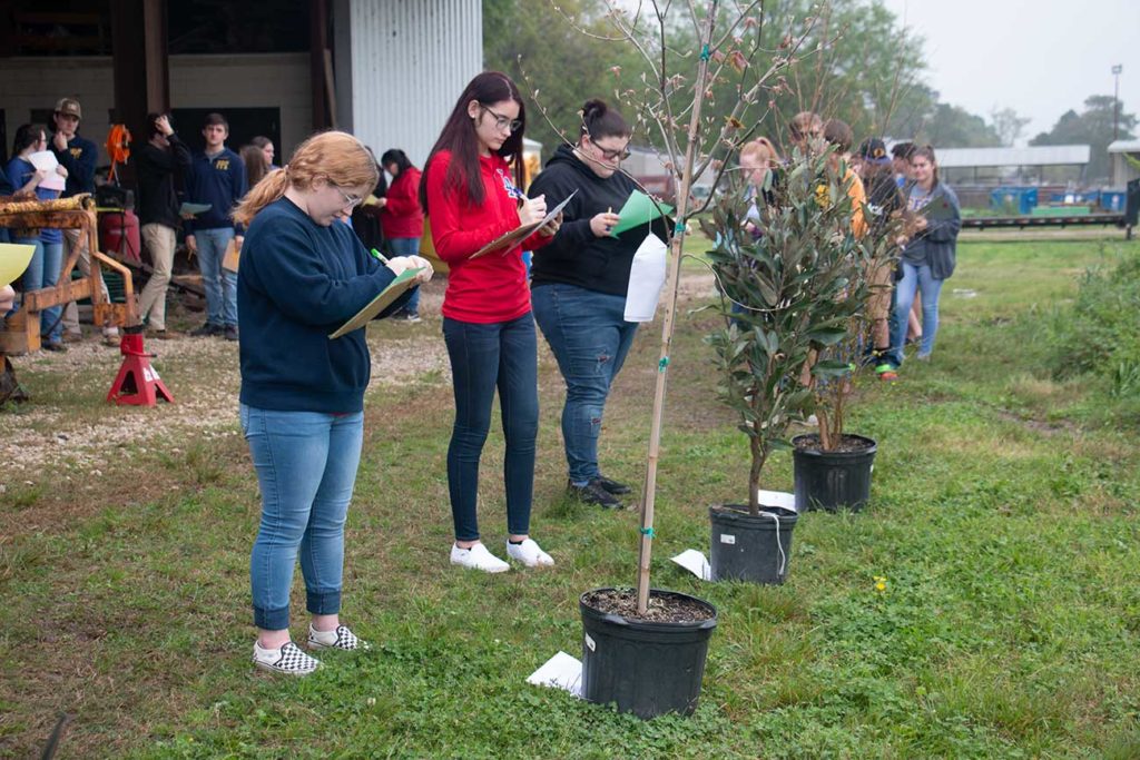 Students identify plant species