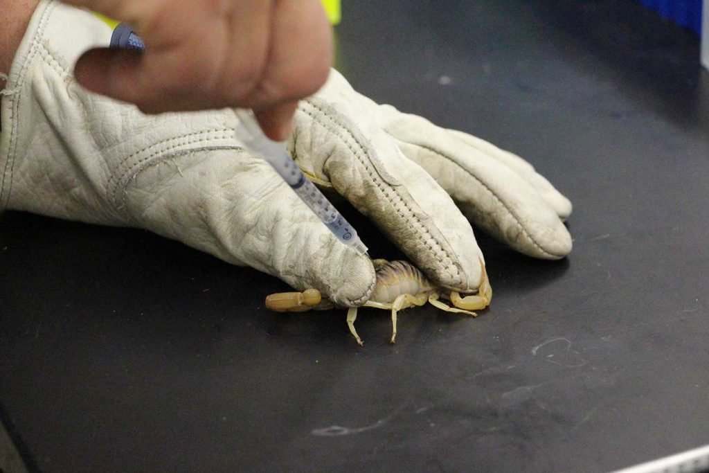 Dr. Mark Merchant draws scorpion hemolymph