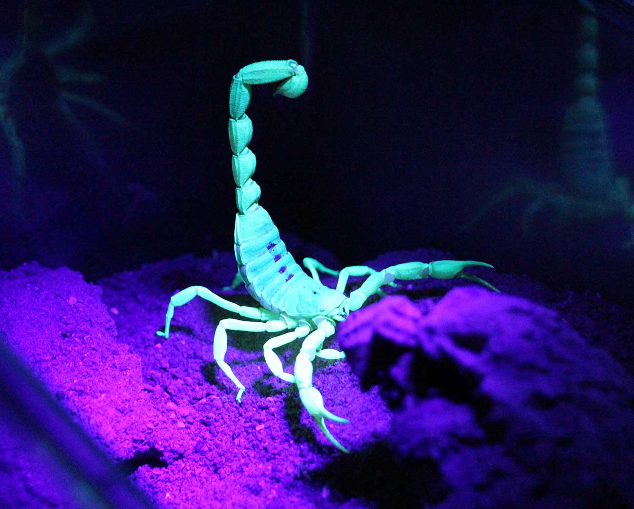 Desert hairy scorpion glows under UV light