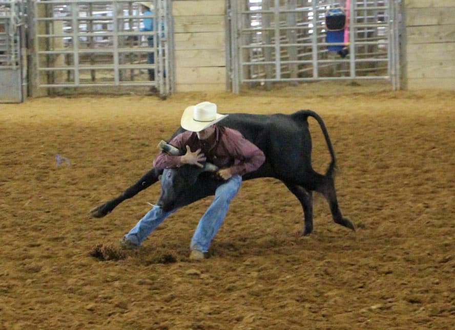 McNeese student wrestles steer