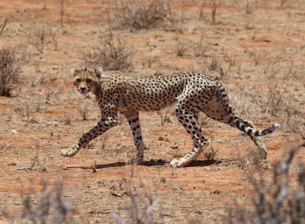 Cheetah in its natural habitat