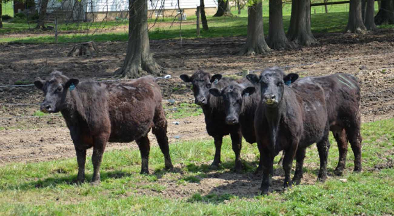 four cows in a pasture