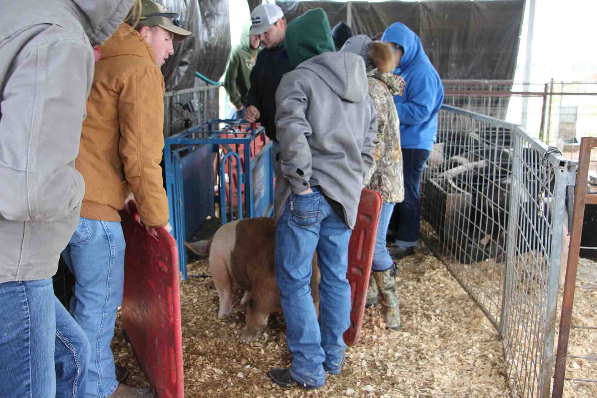 Agricultural sciences students guide a pig to the scale.