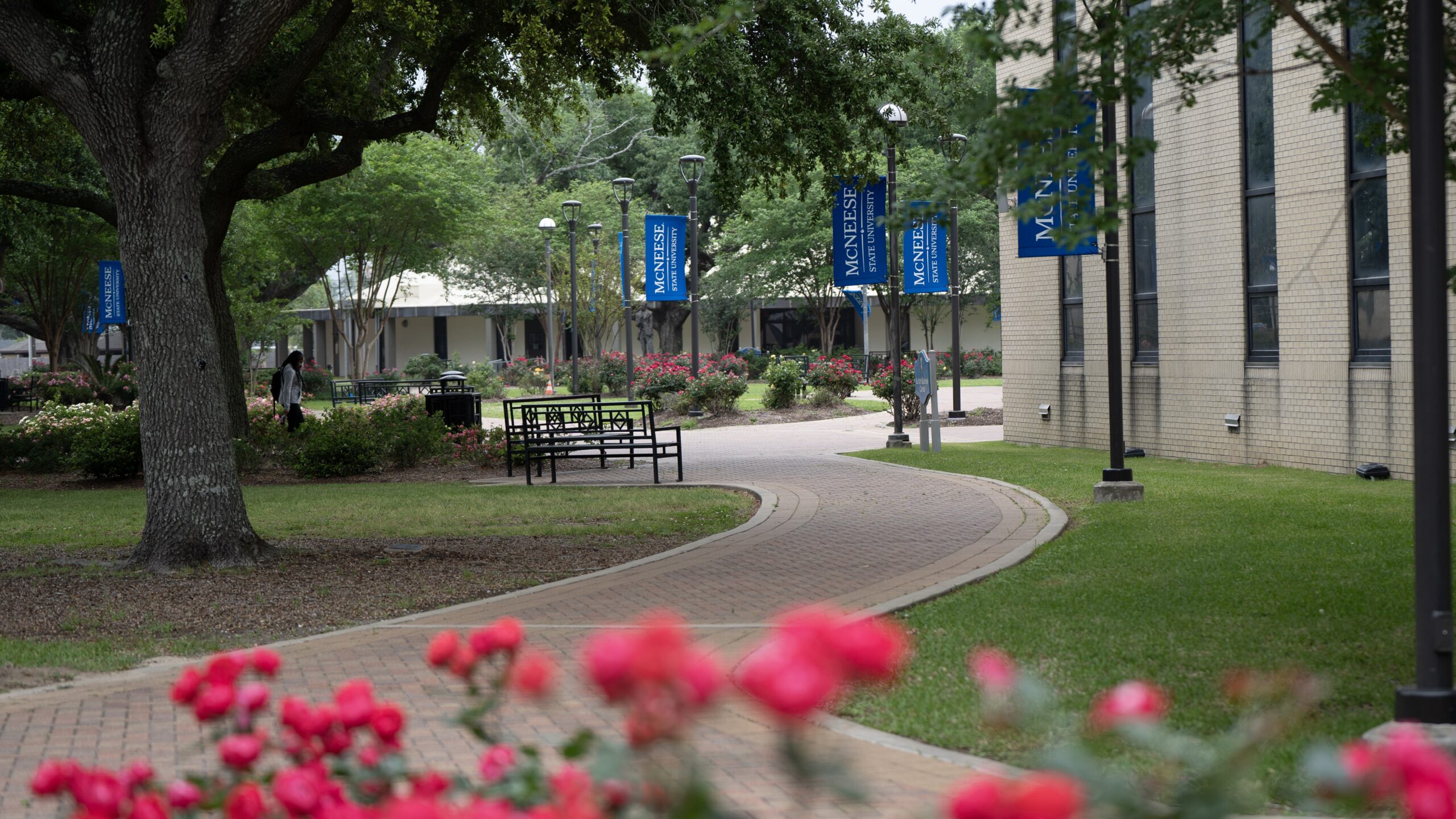 image of walkway through the Quad with roses in bloom