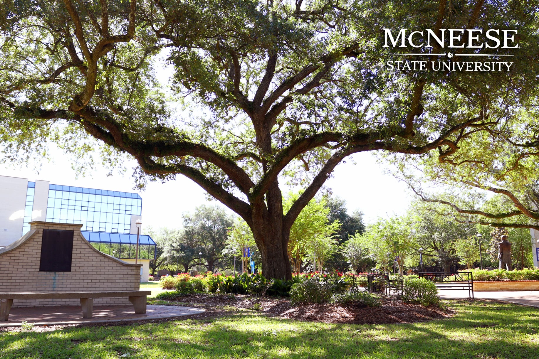 Large oak tree in McNeese State University courtyard with modern building and bench in background.