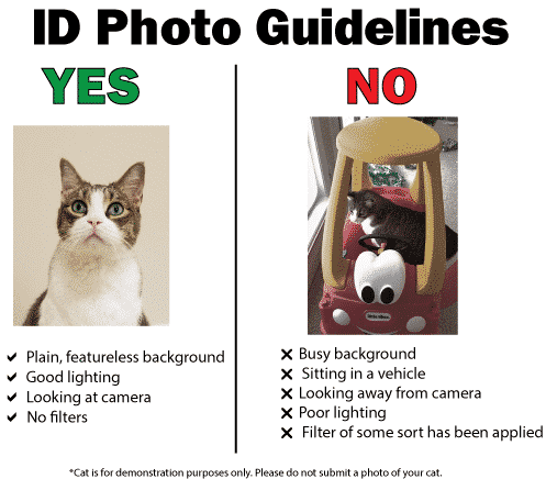 Comparison of cat ID photo guidelines showing acceptable and unacceptable backgrounds and settings.