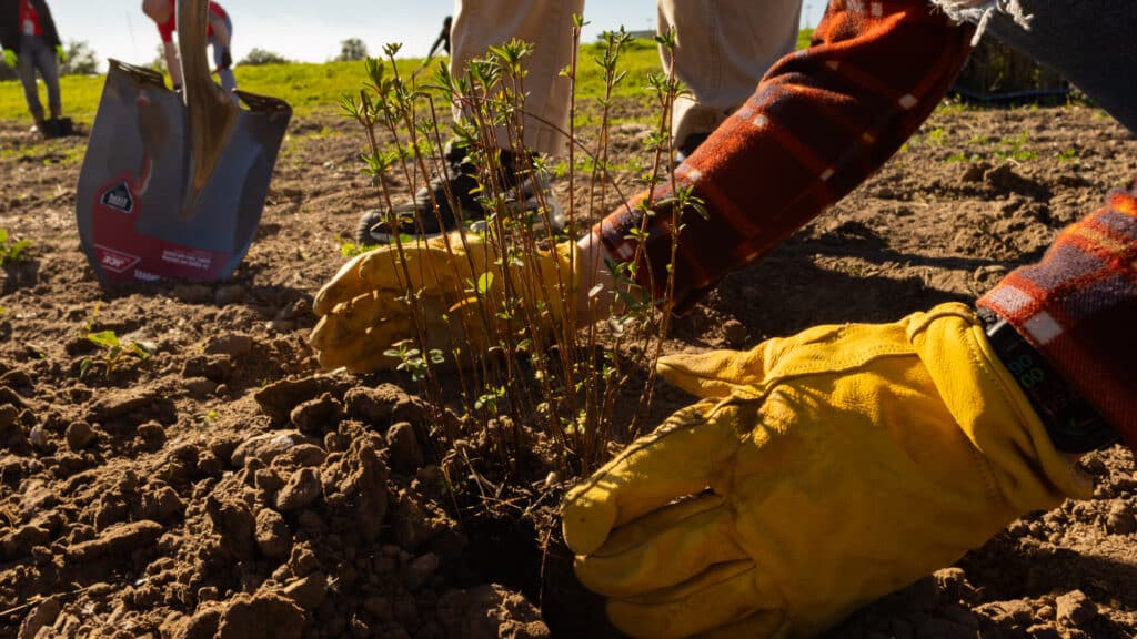 A person wearing gloves settles the dirt around a freshly planted native grass in the McNeese Cajun Prairie area.