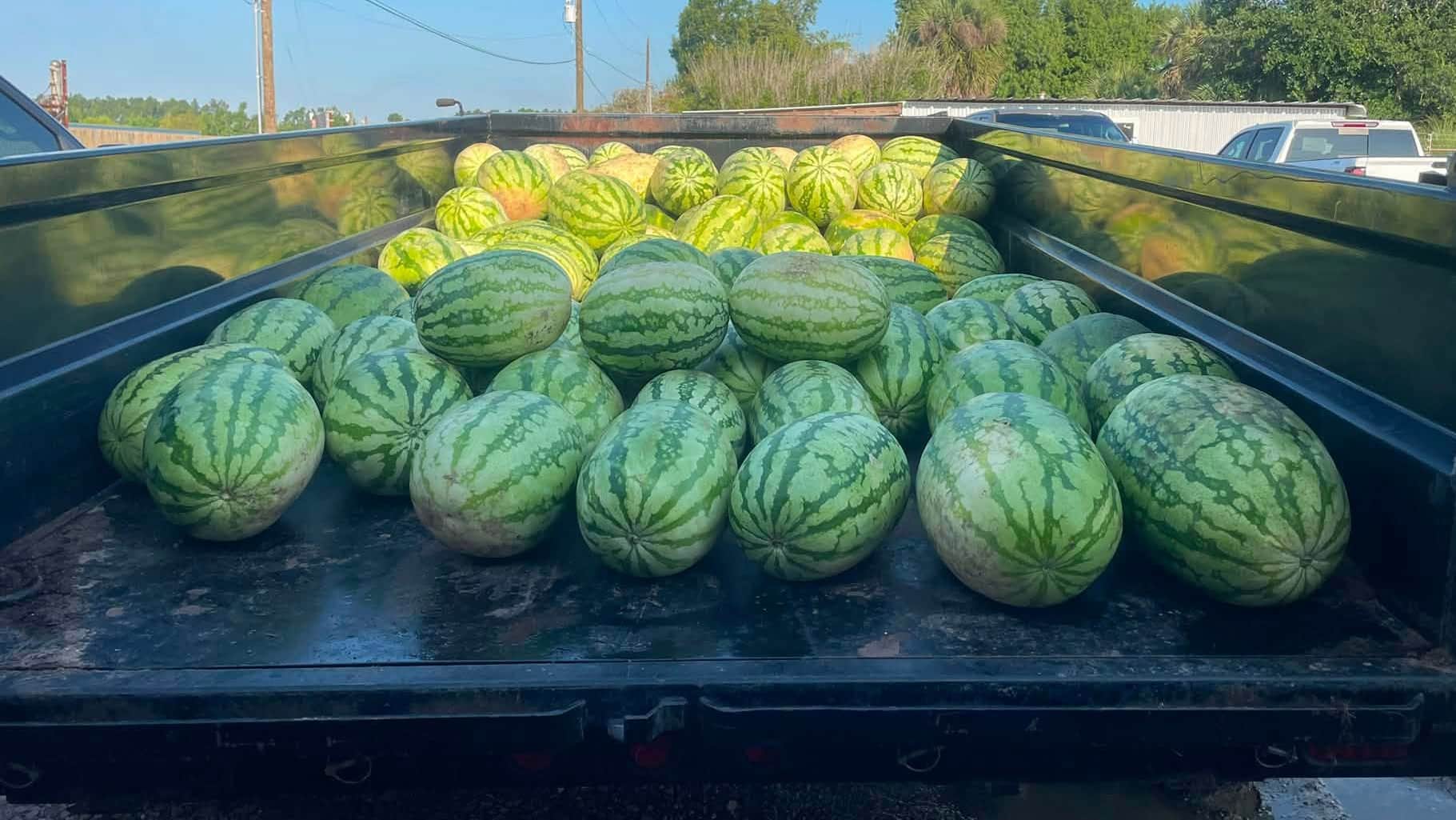 McNeese Grad Student Researching Organic Fertilizer on Potatoes and Watermelons 
